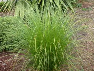 Planting Carex secta.