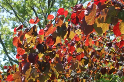 Cercis ‘Forest Pansy’.