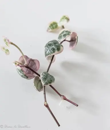 How to Propagate Chain of Hearts.