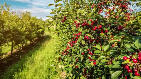Planting Your Cherry Tree.