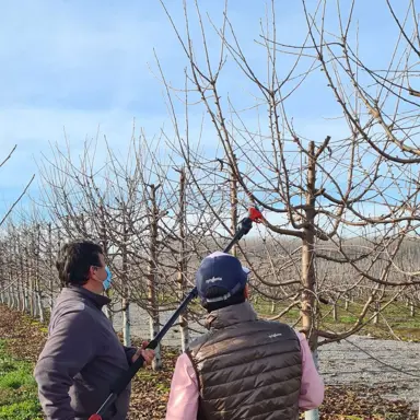 When and How to Prune Cherry Trees.