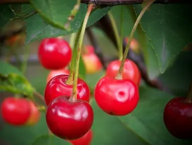 Cherry Tree Watering.
