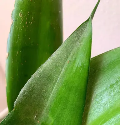 What Is The Best Way To Clean Dust Off A Snake Plant?