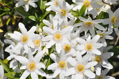 Clematis paniculata Care and Maintenance.