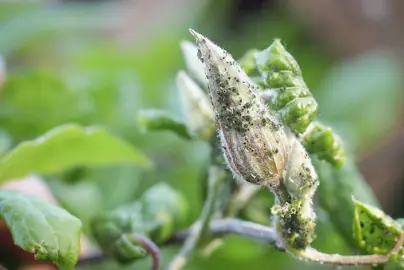 Clematis paniculata Common Pests and Problems.