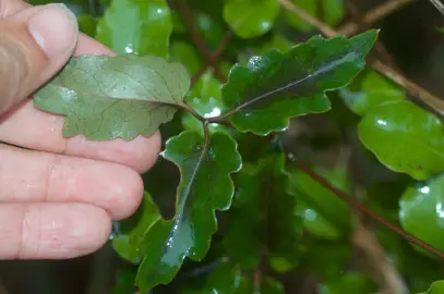 Clematis paniculata Propagation.