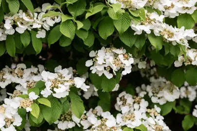 What Are Some Common Climbing Hydrangeas?