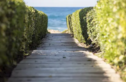 Hedge For Coastal Garden.