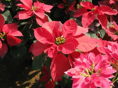 Colourful Foliage Plants.