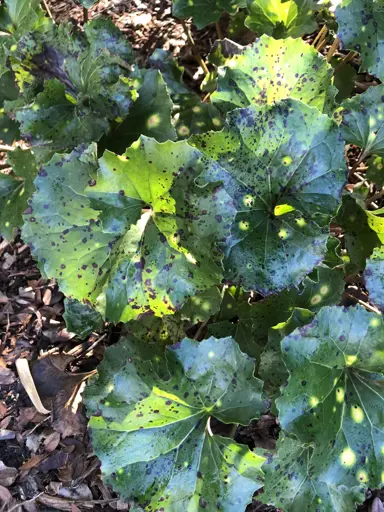 What Are The Common Problems With The Leopard Plant?