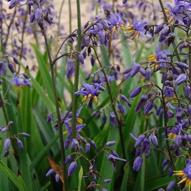 What Is The Common Name For Dianella Caerulea?