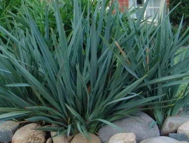 What Is The Common Name For Dianella Cassa Blue?