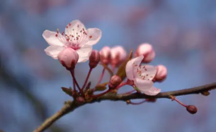 What Is The Common Name For Prunus?