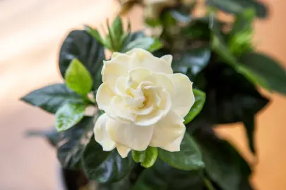 What Is The Common Name For Gardenia?