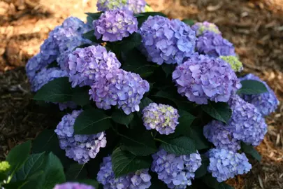 What Is Another Name For A Macrophylla Hydrangea?