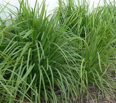 What Is The Common Name For Lomandra?
