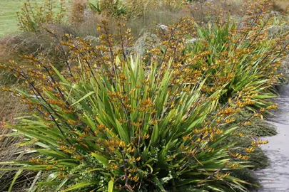 What Is The Common And Maori Name For Phormium Cookianum? .