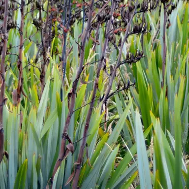 What Is The Common And Maori Name For Phormium Tenax?