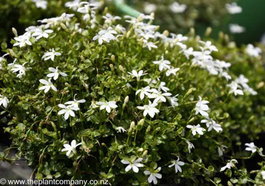 What Is The Common Name For Pratia Angulata?