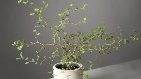 What Is The Common Name For Sophora Prostrata?