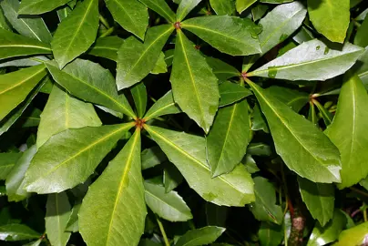 What Are Some Of The Most Common Pseudopanax?