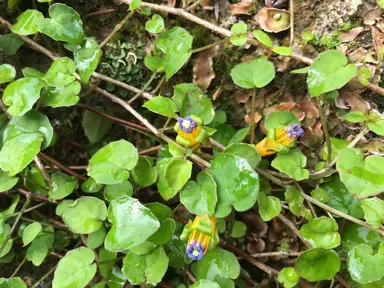 What Are The Common Garden Uses For Fuchsia Procumbens?