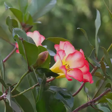 Common Vireya Rhododendron Problems.