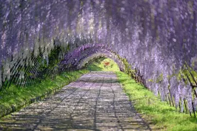 Common Wisteria Problems and Solutions.