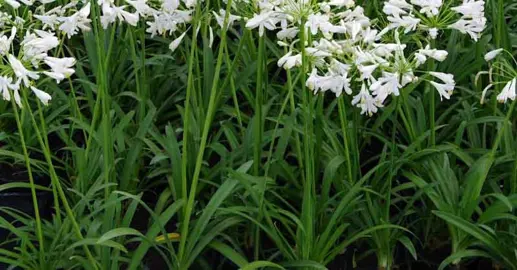 What To Consider When Buying Agapanthus.