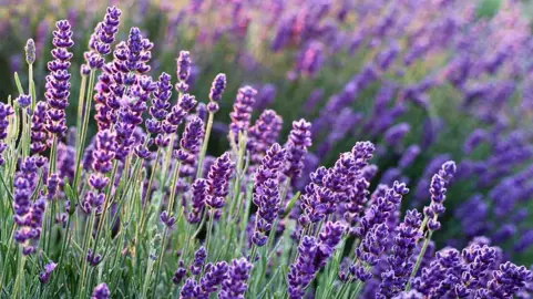 What To Consider When Buying Lavender.
