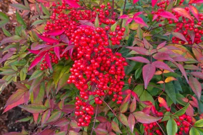 What To Consider When Buying Nandina.