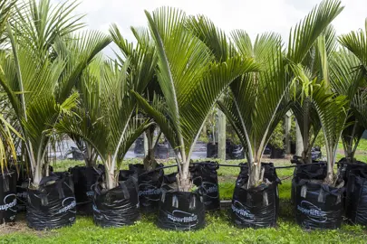 What To Consider When Buying Nikau Palms.