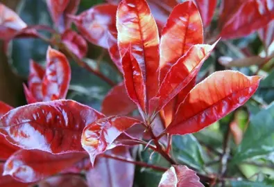 What To Consider When Buying Photinia.