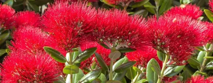 What To Consider When Buying Pohutukawa.