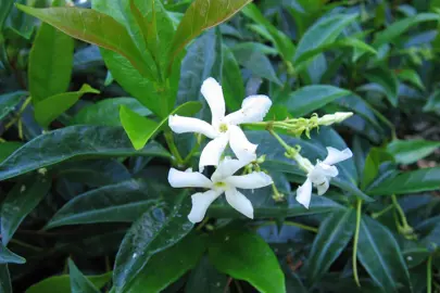 What To Consider When Buying Star Jasmine.