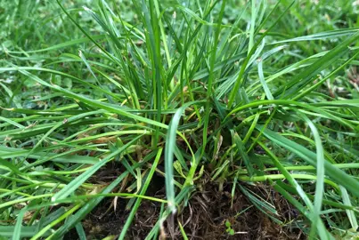 How To Control Grass Weeds In Flax.
