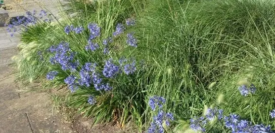 How To Control Grass Weeds In Agapanthus.