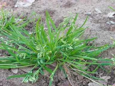 How To Control Grass Weeds In Miniature ToiToi Plants.