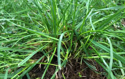 How To Control Grass Weeds In Libertia.