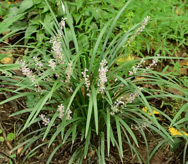 How To Control Grass Weeds In Liriope.