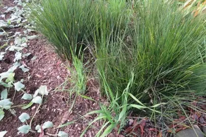 How To Control Grass Weeds In Lomandra.
