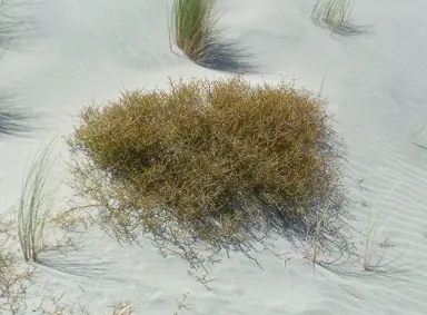 Coprosma acerosa Information.