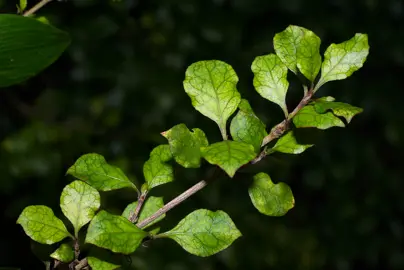 Coprosma Areolata Information.