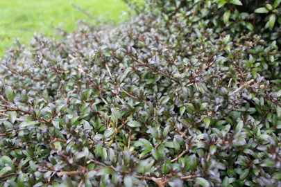 Coprosma Black Cloud Information.