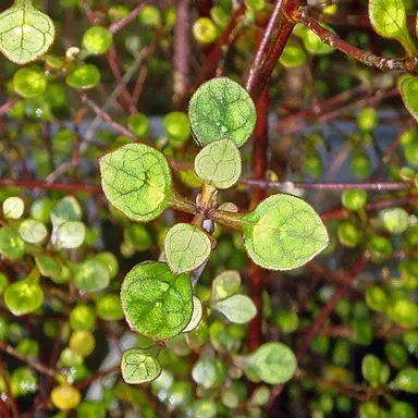 Coprosma Galaxy Information.