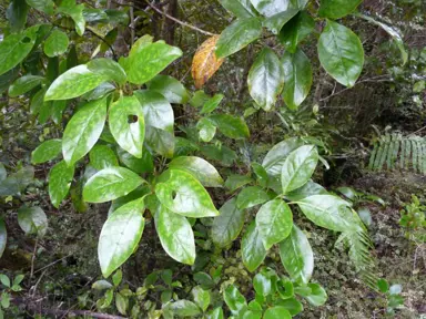 Coprosma grandifolia Information.