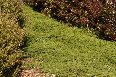 Coprosma Hawera Information.