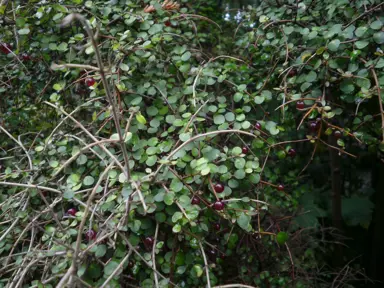 How Tall Do Coprosma Get?