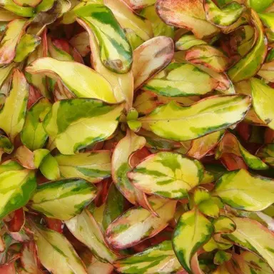 What Are The Different Coprosma Leaf Colours?
