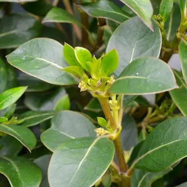 Coprosma lucida Information.